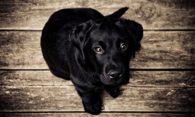 Guia Completo para Cuidar do Seu Pet: Amor, Saúde e Bem-Estar