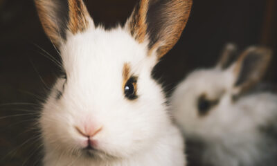 Alimentação, Habitats e Brincadeiras para Coelhos Felizes