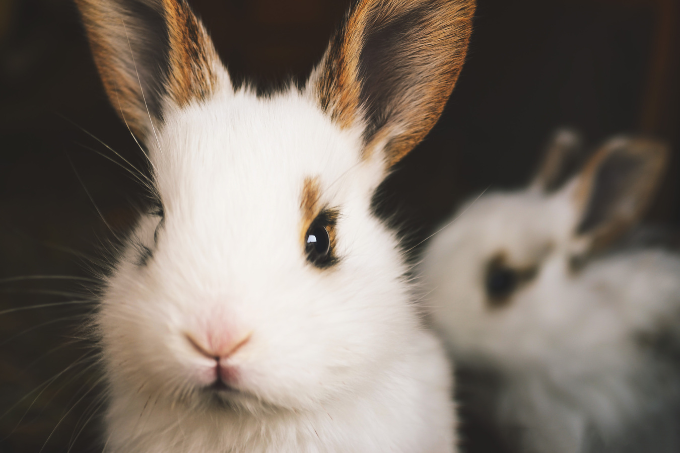 Alimentação, Habitats e Brincadeiras para Coelhos Felizes