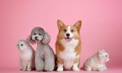 Tudo o que Você Precisa Saber Sobre Animais de Estimação