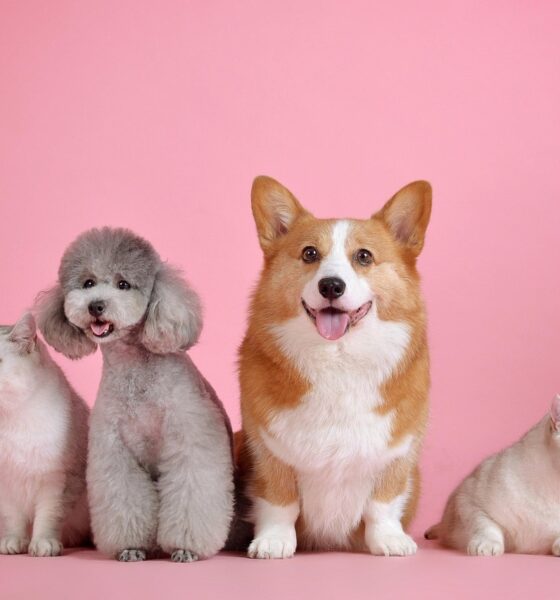 Tudo o que Você Precisa Saber Sobre Animais de Estimação