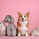 Tudo o que Você Precisa Saber Sobre Animais de Estimação