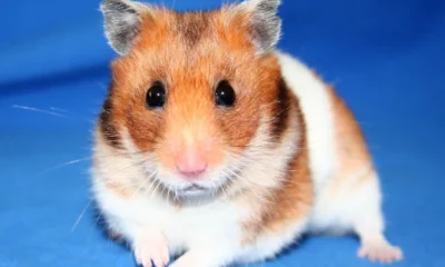 Cuidados Básicos para Hamsters: O Guia para Novos Donos