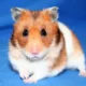 Cuidados Básicos para Hamsters: O Guia para Novos Donos