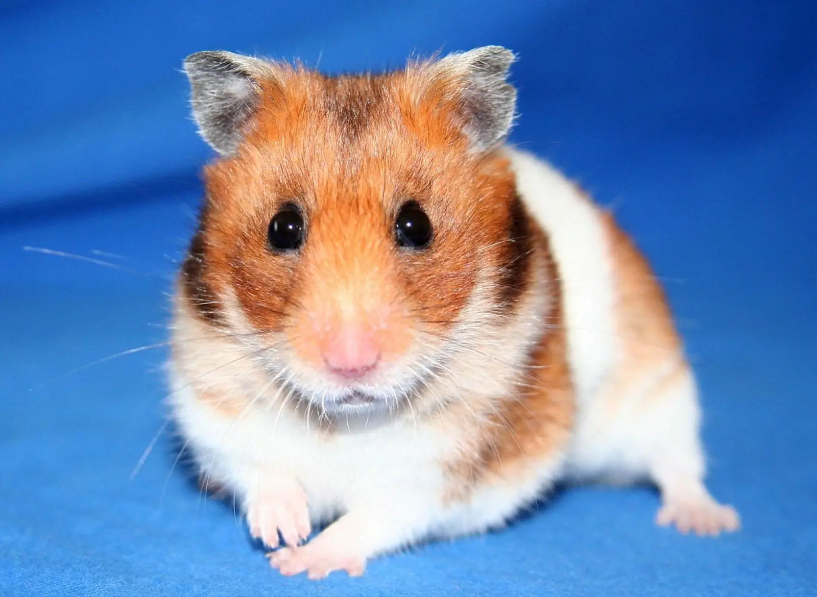 Cuidados Básicos para Hamsters: O Guia para Novos Donos