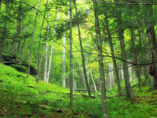 Curiosidades sobre o meio ambiente