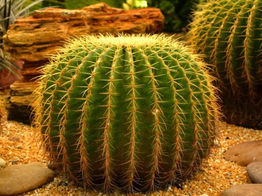 Curiosidades sobre as plantas