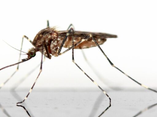 Por que a Islândia não tem mosquitos?