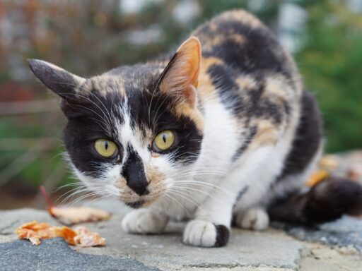 Por que os gatos ronronam?